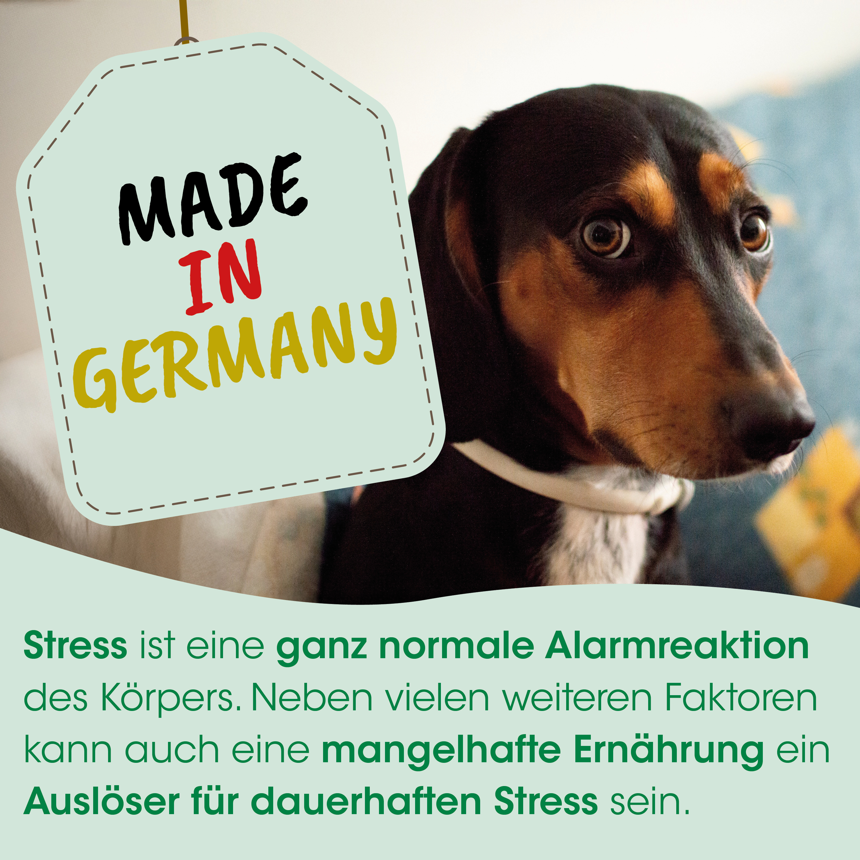 Hund, Schild, Made in Germany, Text, Poster