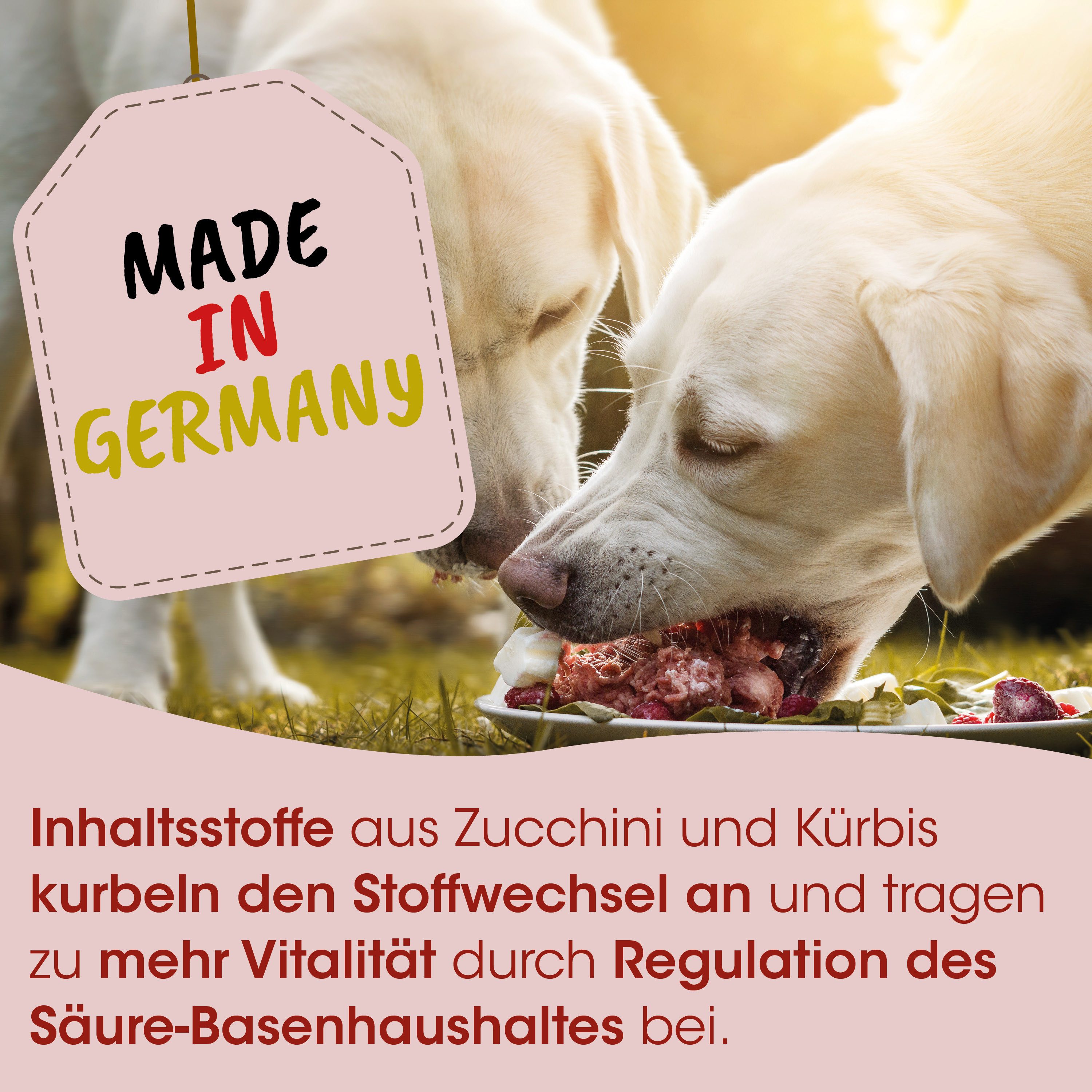 Hunde-Nahrung, Zutat Zucchini, Kürbis, Hunde-Futter, Stoffwechselunterstützung