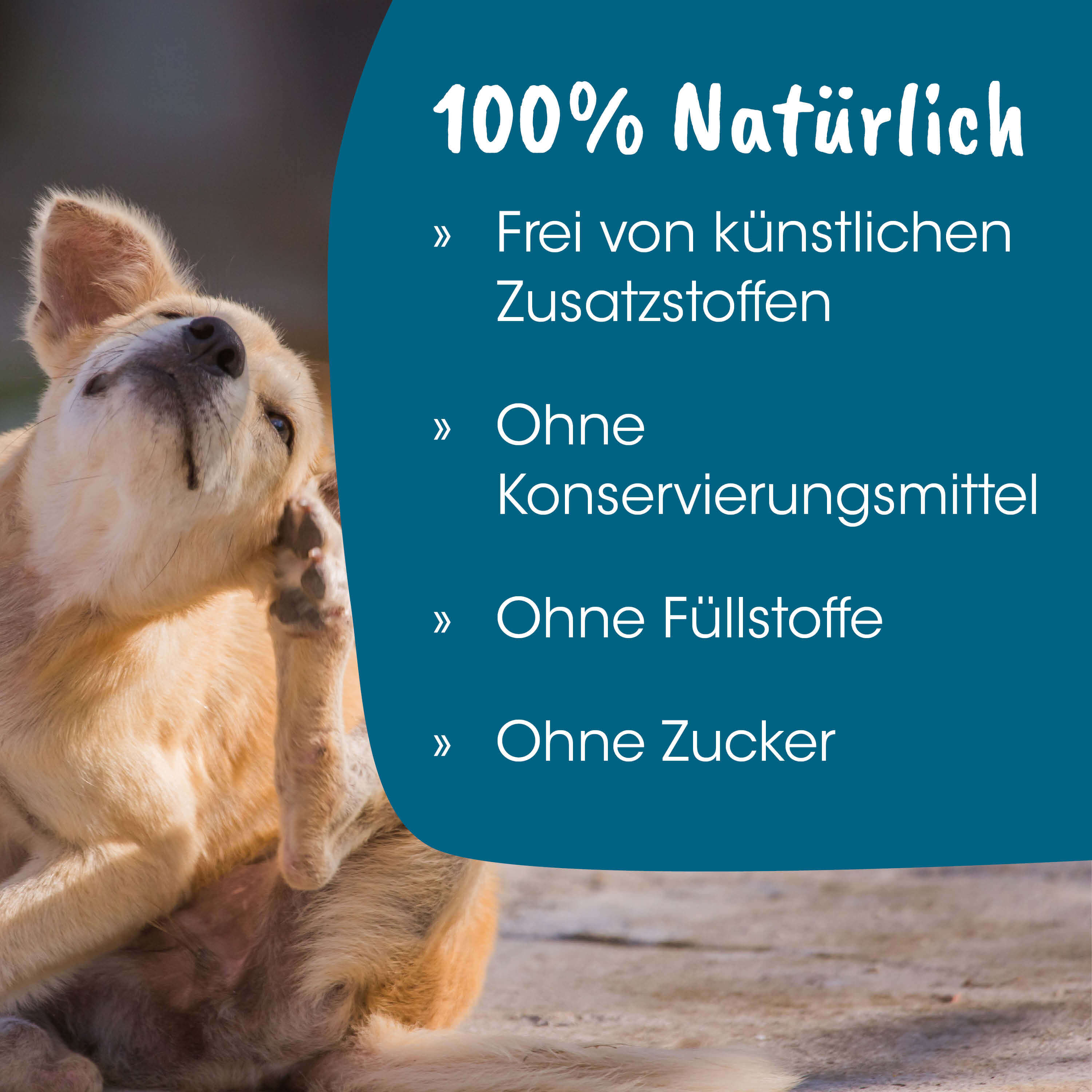 Hund, Tier, Natur, Tierpflege, Kunststofffrei