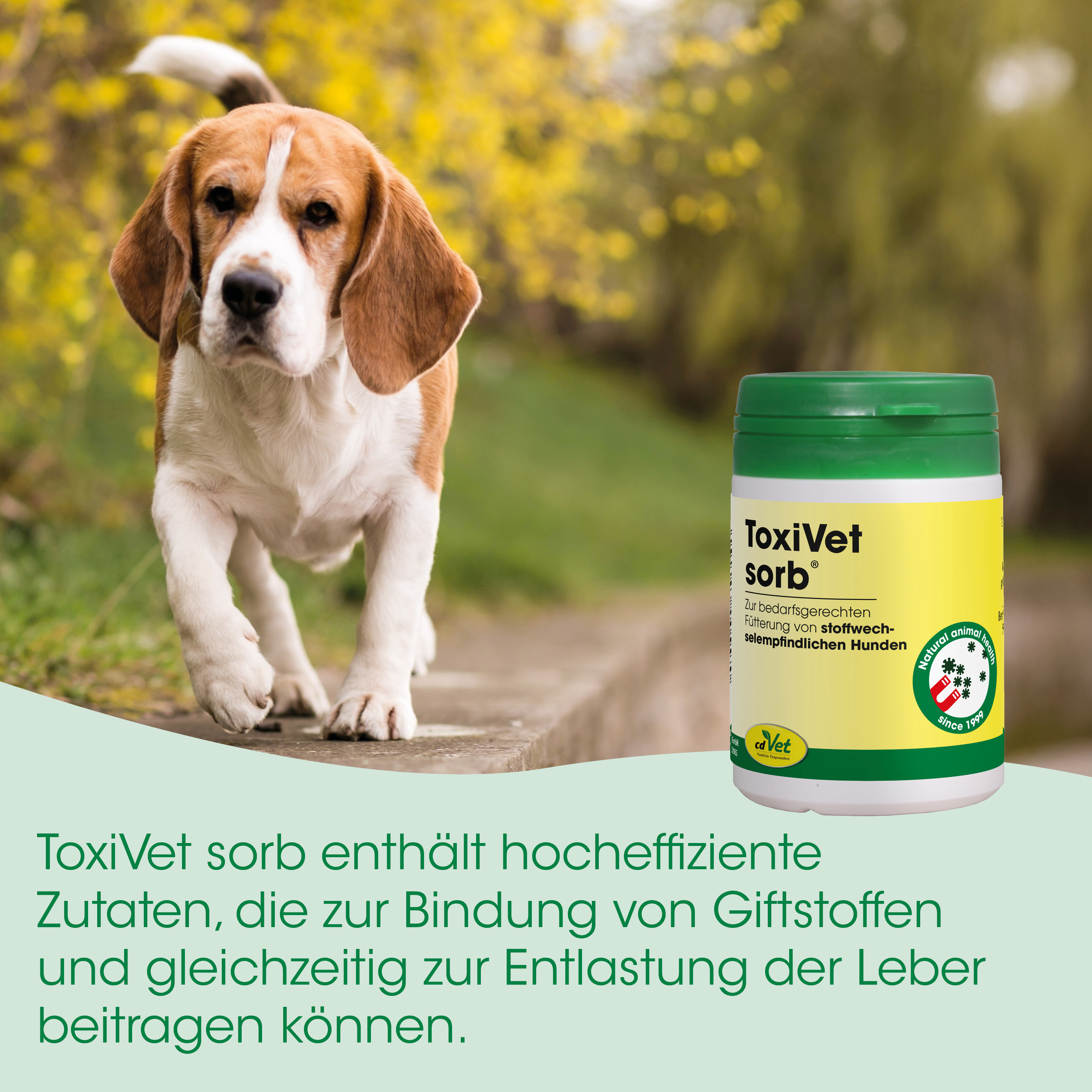 beagle, hund, tiermedizin, sorb, packung medikament