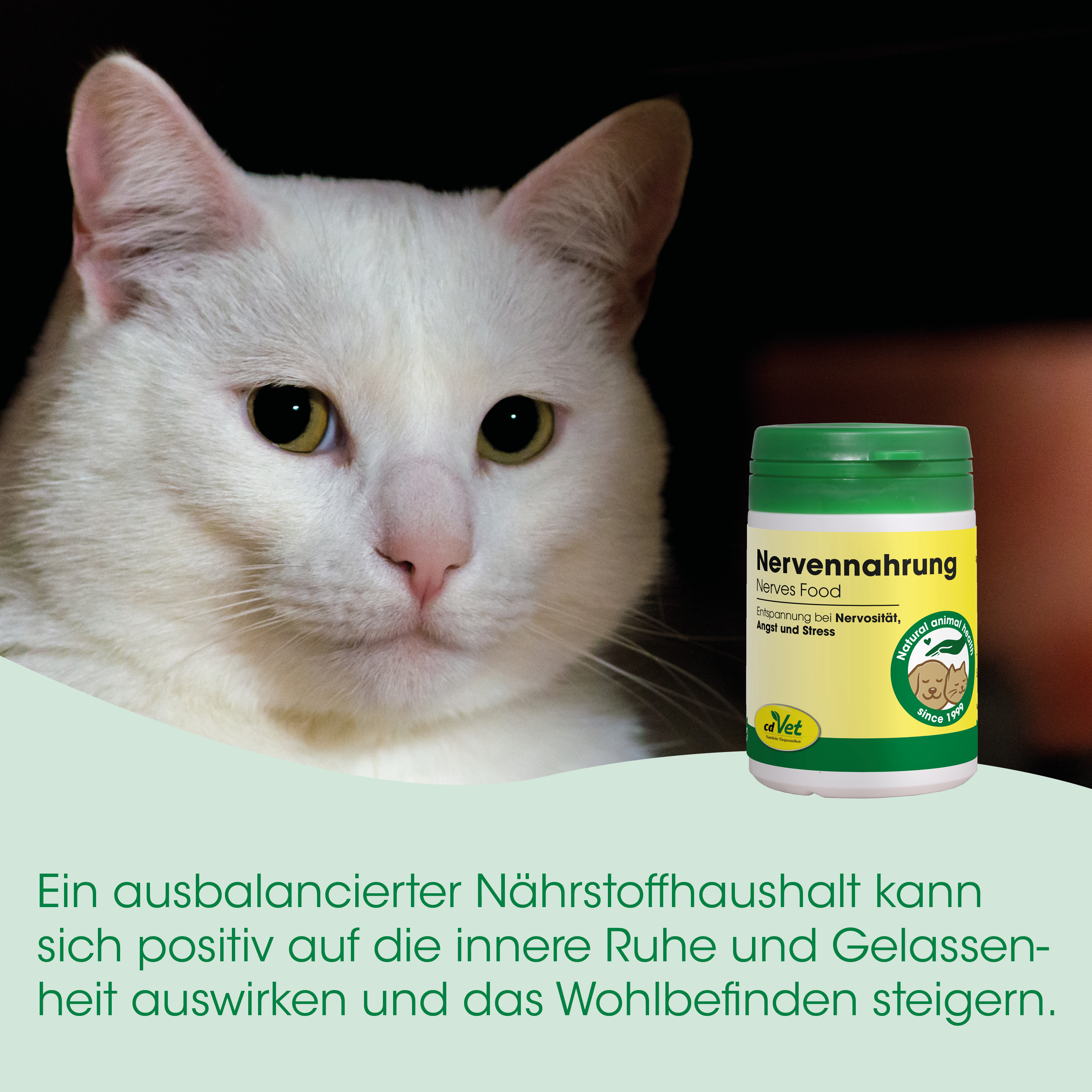 Katze, Weiß, Katzenfutter, Nervennahrung, Nährstofferhalt