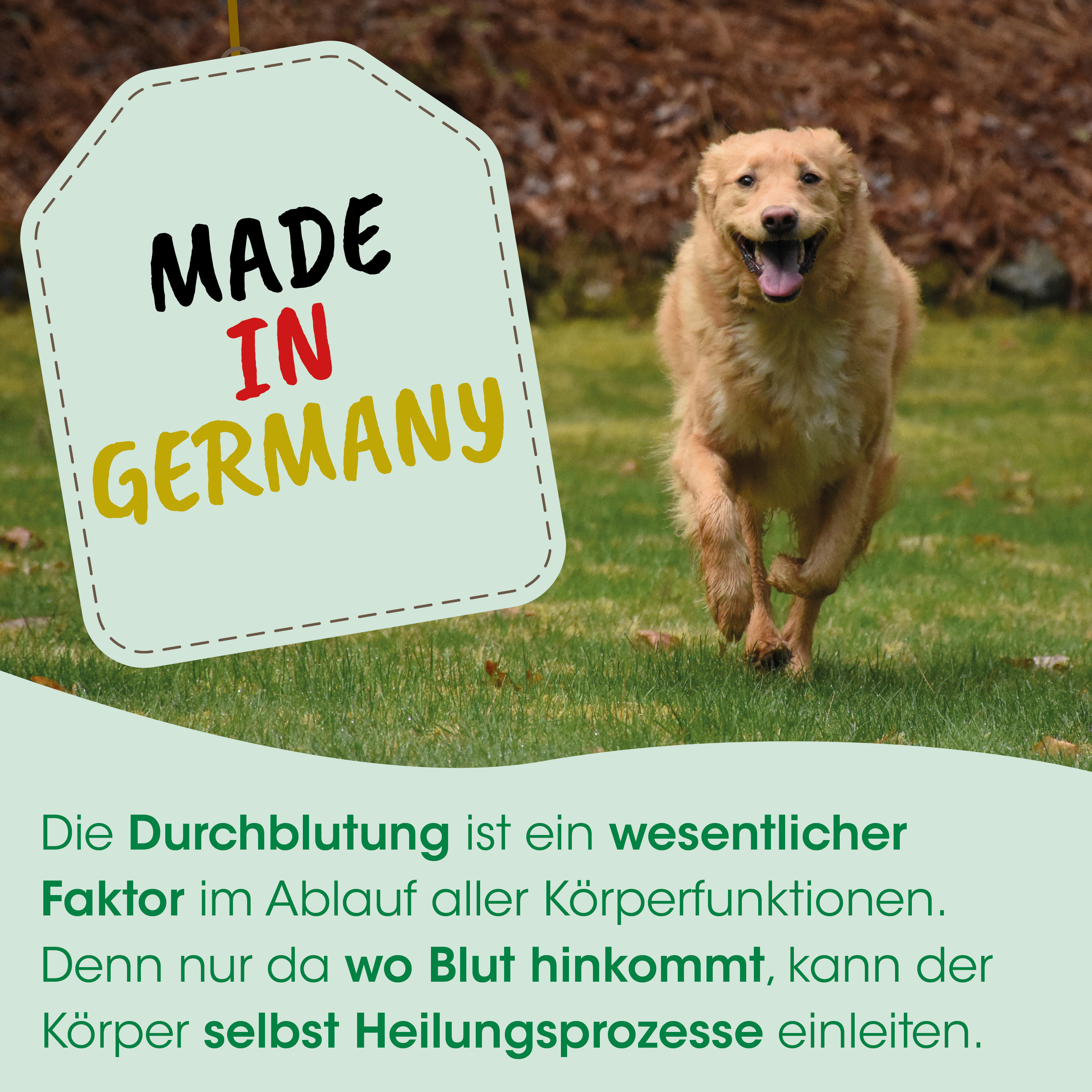 Hund, Golden Retriever, Tier, Laufen, Draußen