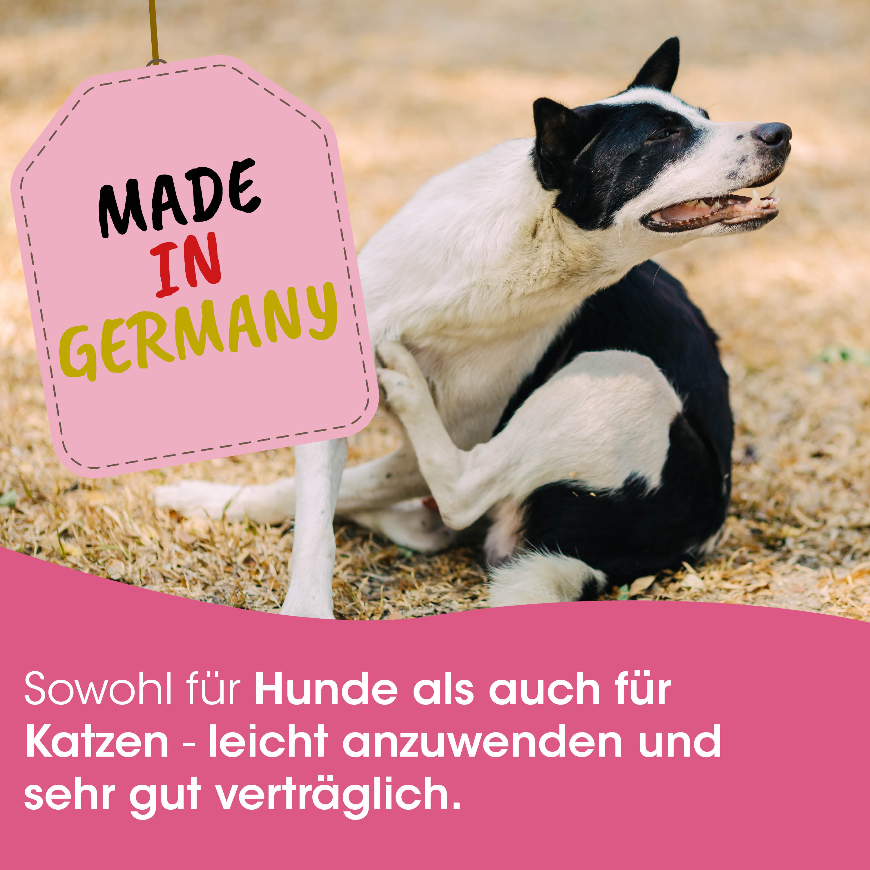 Hund, Schwarz-weiß, Hund, Anzeige, Made in Germany