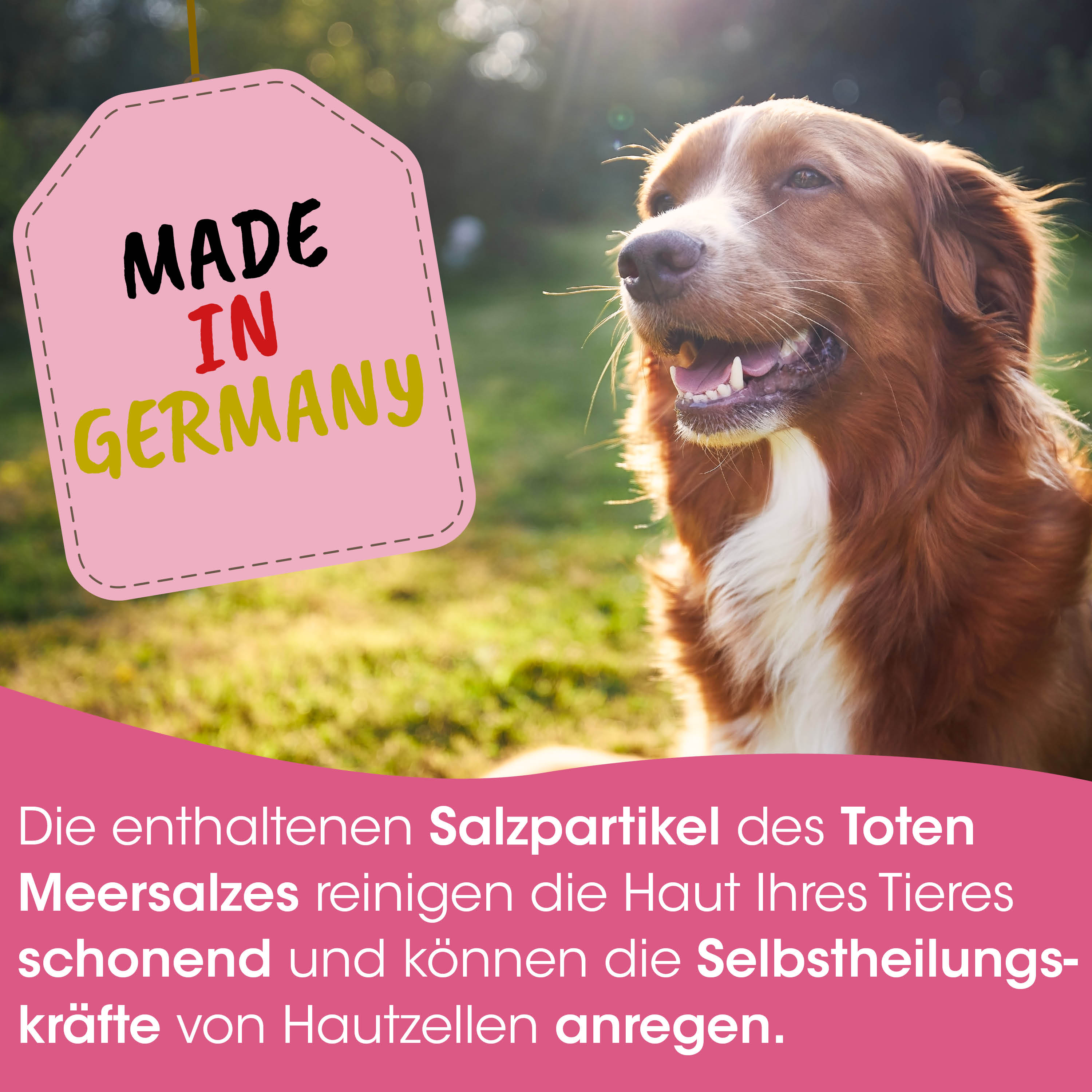 dog, golden retriever, pet, image patch, Germany