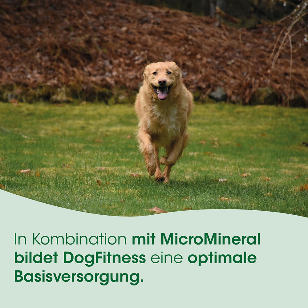 hund, hund läuft, golden retriever, tier, grün gras