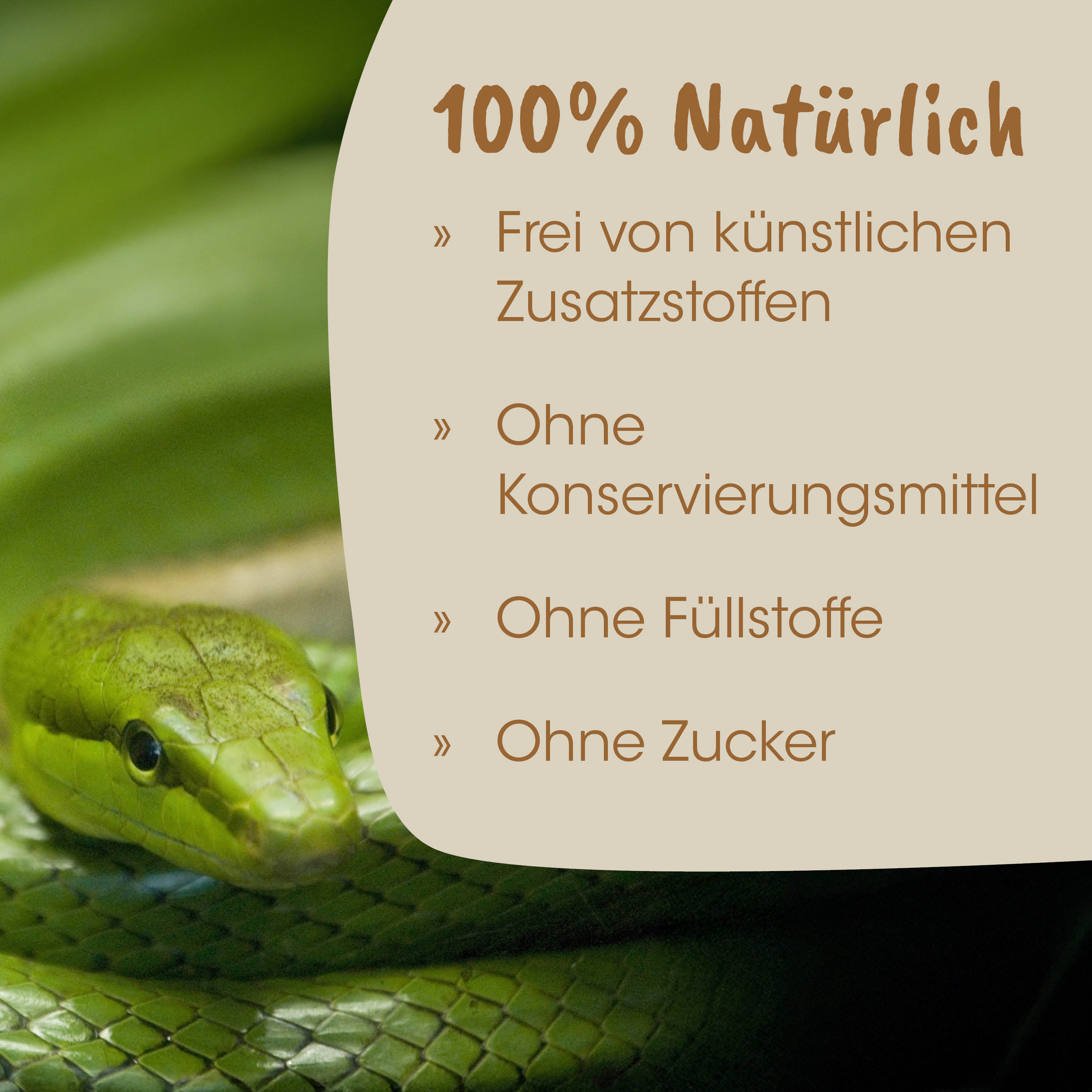 Schlange, Grün, Schuppen, Tier, Reptil