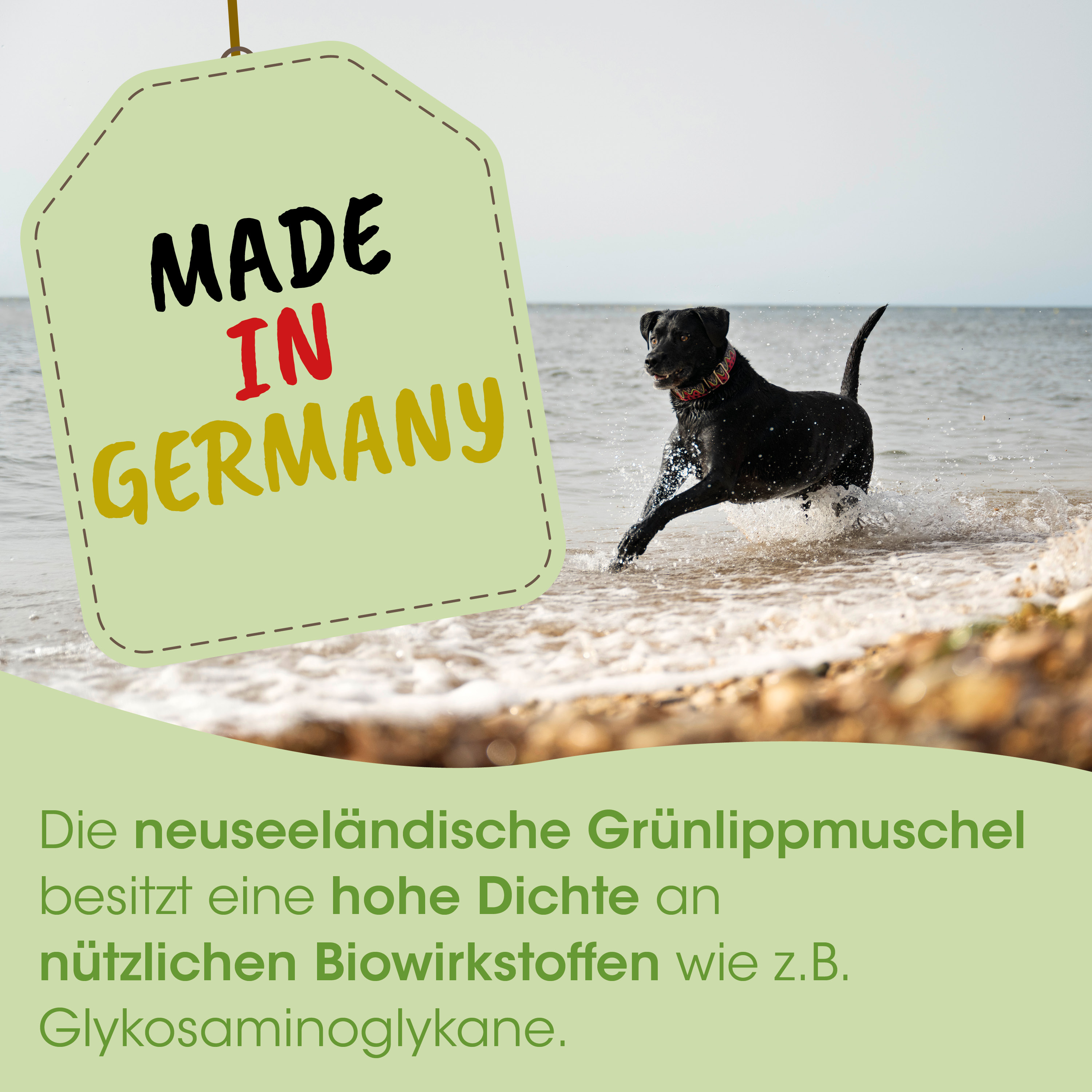 Hund, Schwarz, Hund am Strand, Tiergefüttert, Schwimmendes Tier