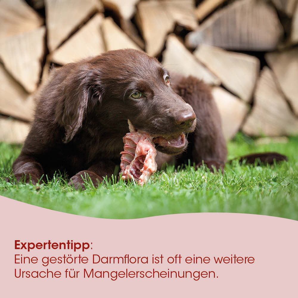 Hund, Lammlinge/Knochen, Braun, Hundeeltern, Tierbild