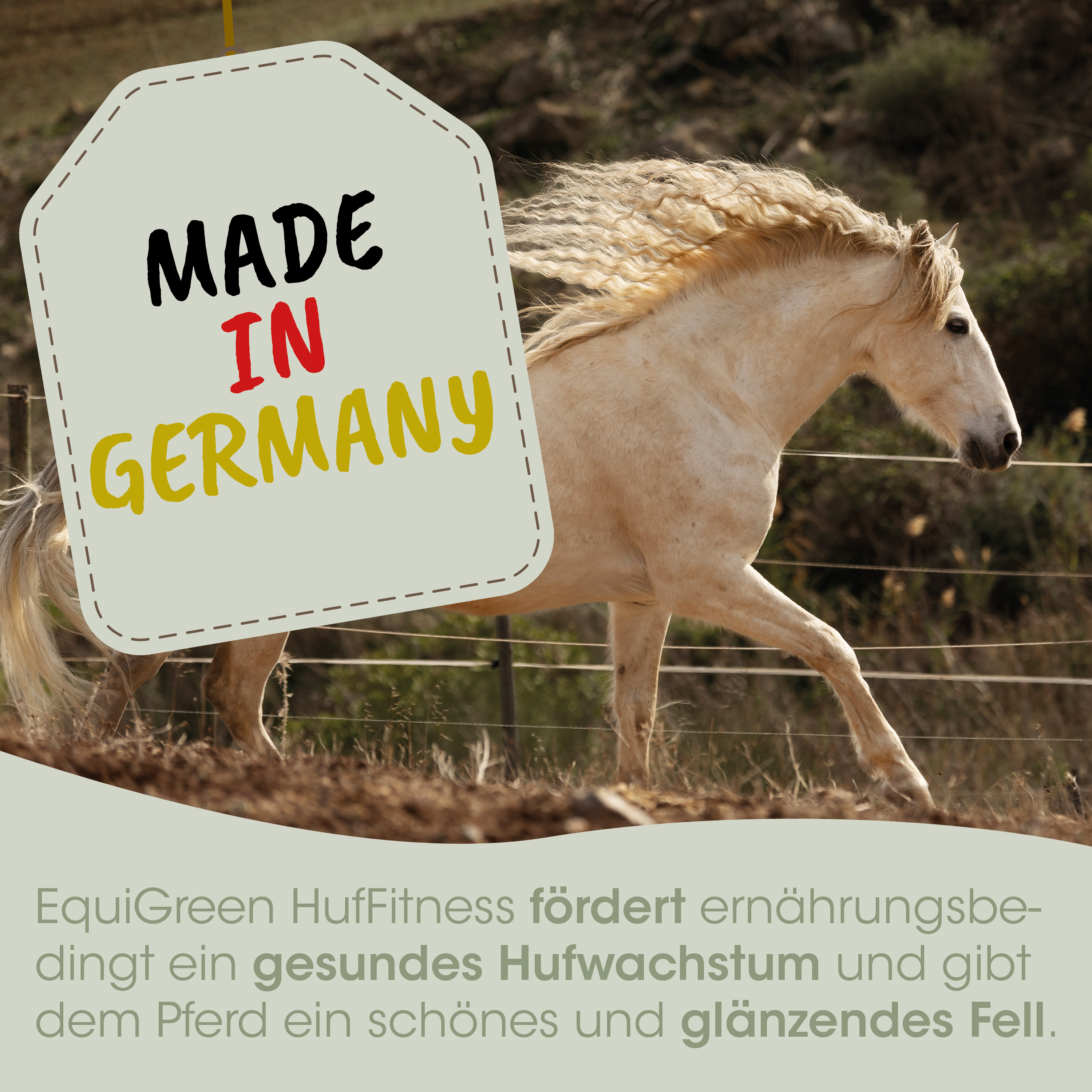 pferd, pferd mit mähne, weißes pferd, reitpferd, weide
