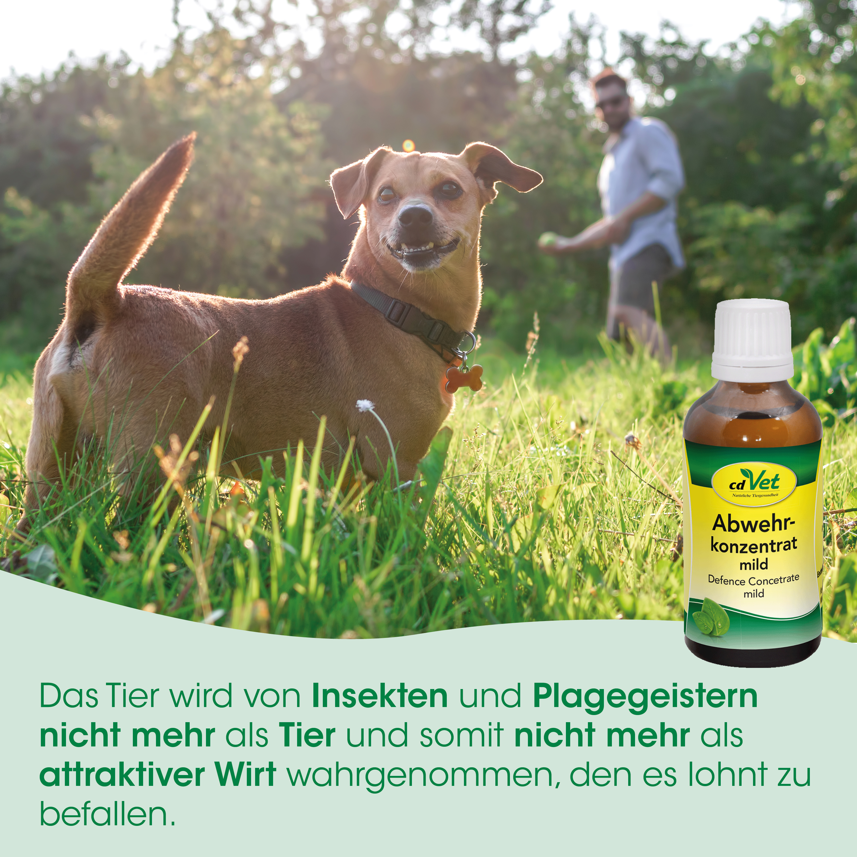 hund, halsband, gras, outdoor, medikamentenflasche