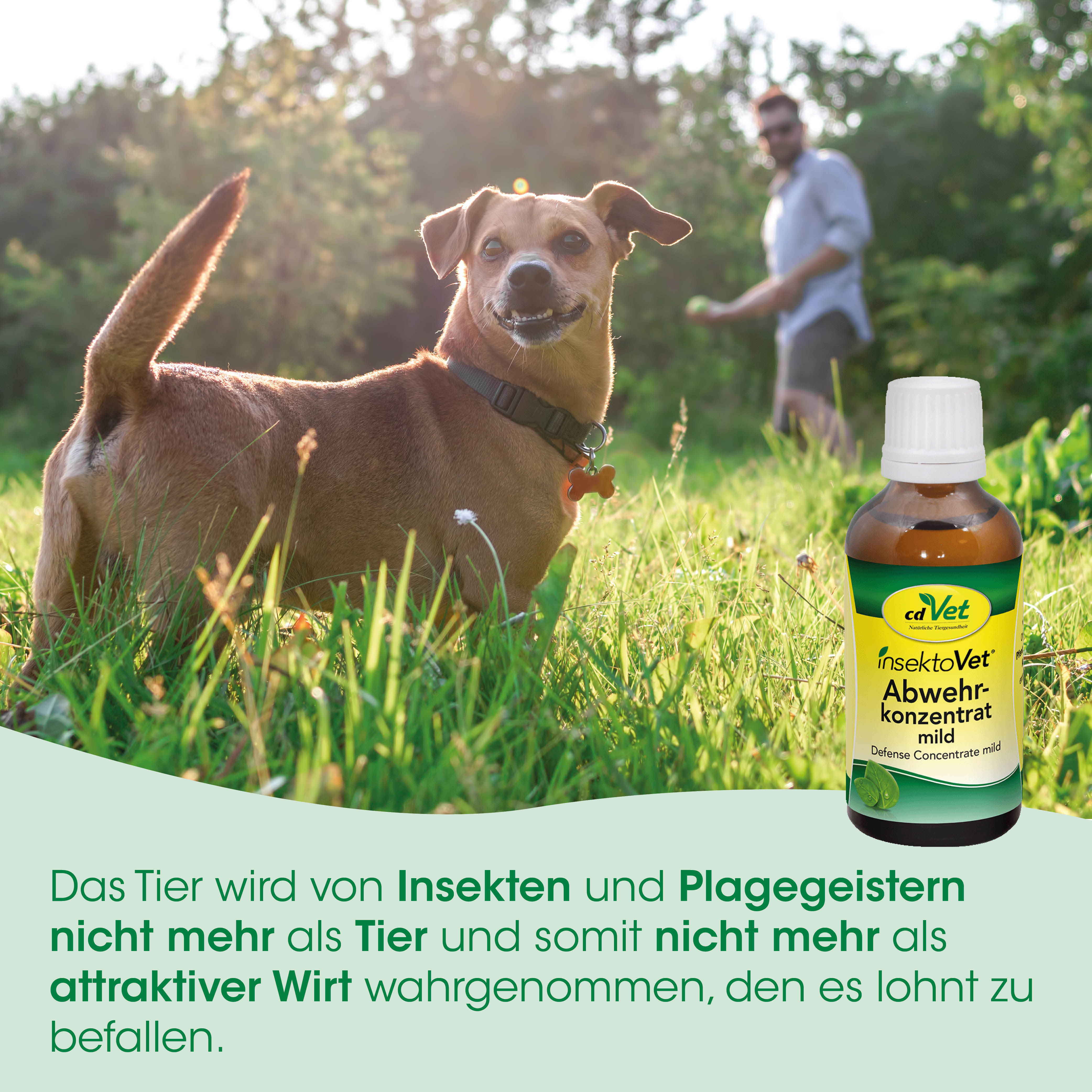 hund, halsband, gras, outdoor, medikamentenflasche, Hund, Hundehalsband, Outdoor, Spray, Flasche
