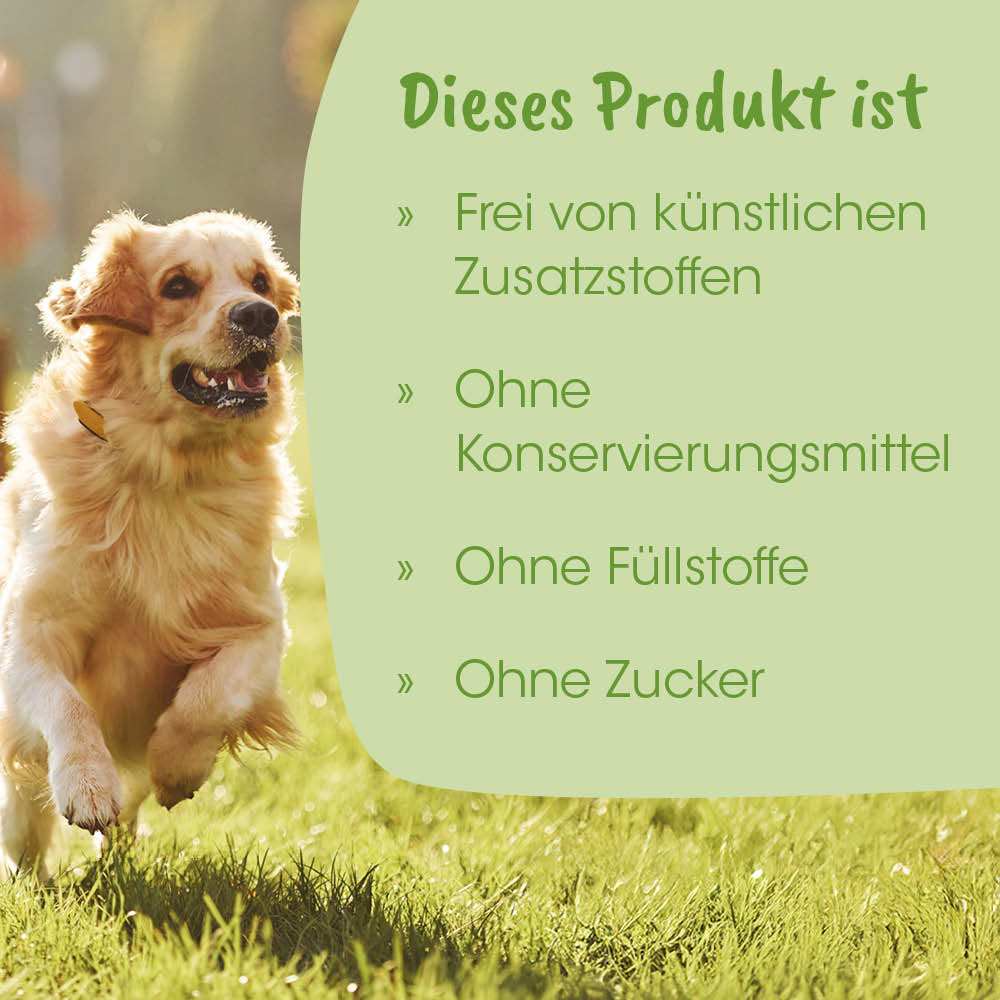 Hund, Goldener Retriever, Tierbild, Leine, Gras