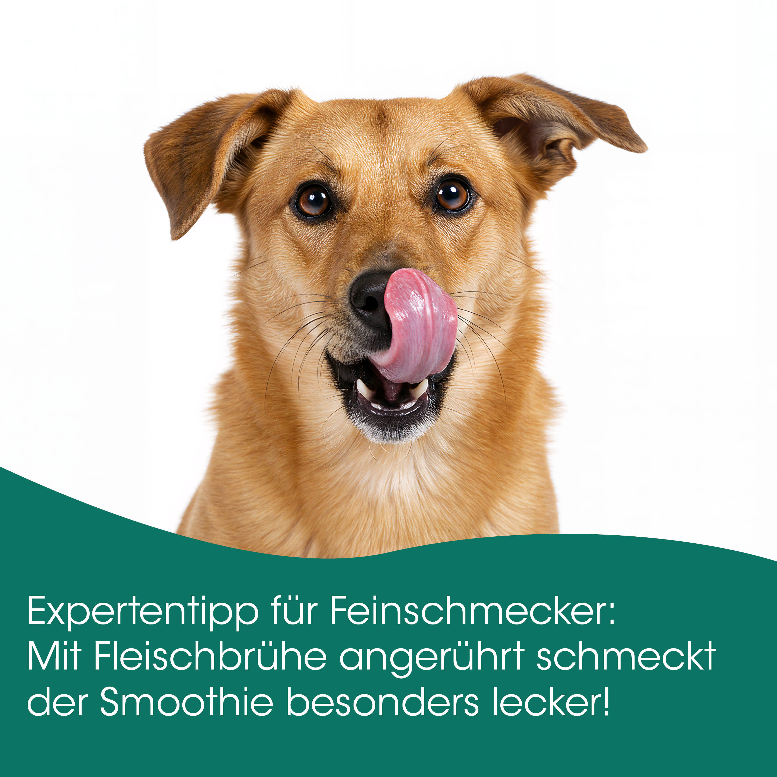 hund, hundesporträt, braun, leckern, mundnah