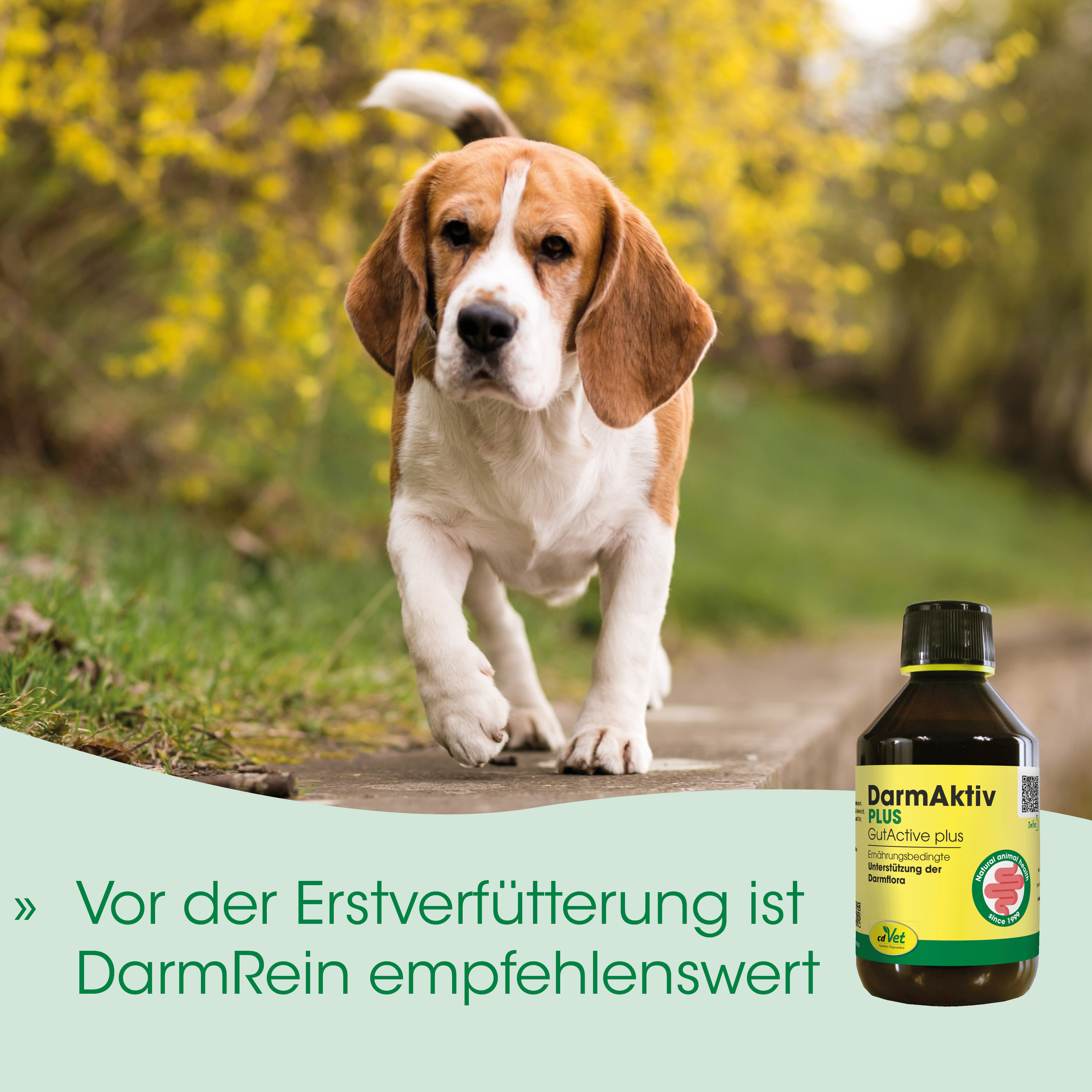 Hund, Beagle, Tierarztisch, Flasche, Statment?