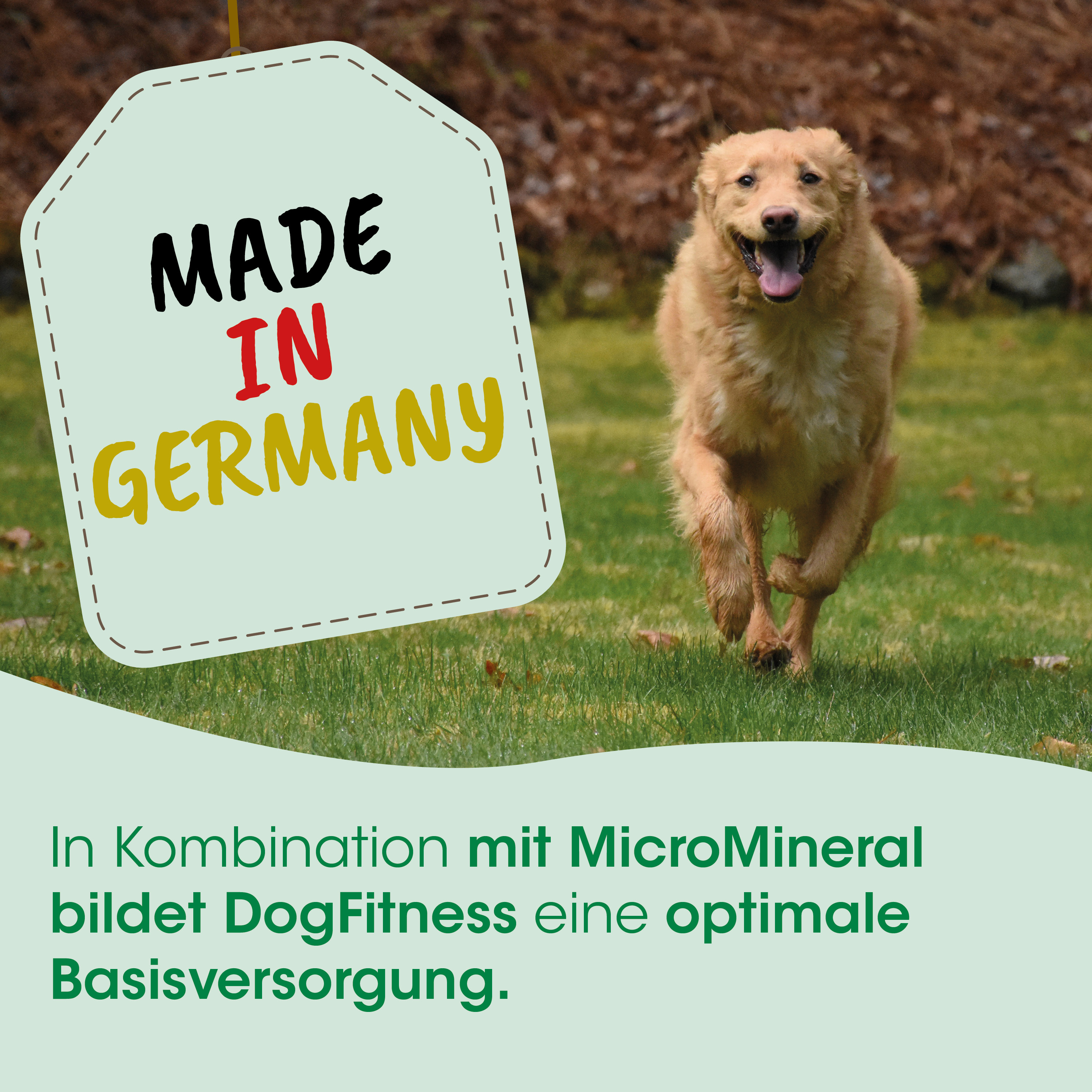 Hund, Laufender Hund, Goldfarben, Fellfarbe Gold, Marke sichtbar?