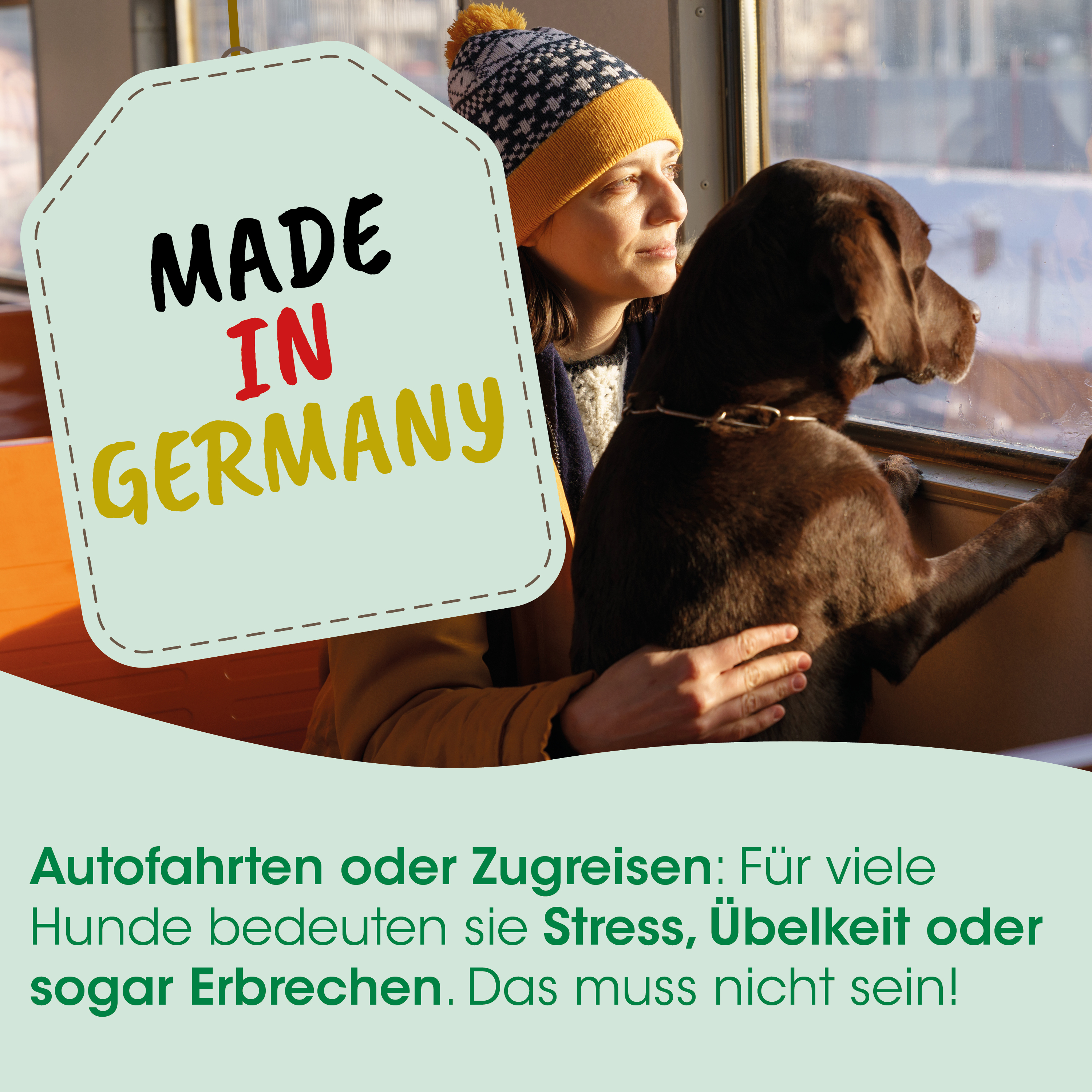 Hund, Hund, braun, Halsband, Fenstersicht