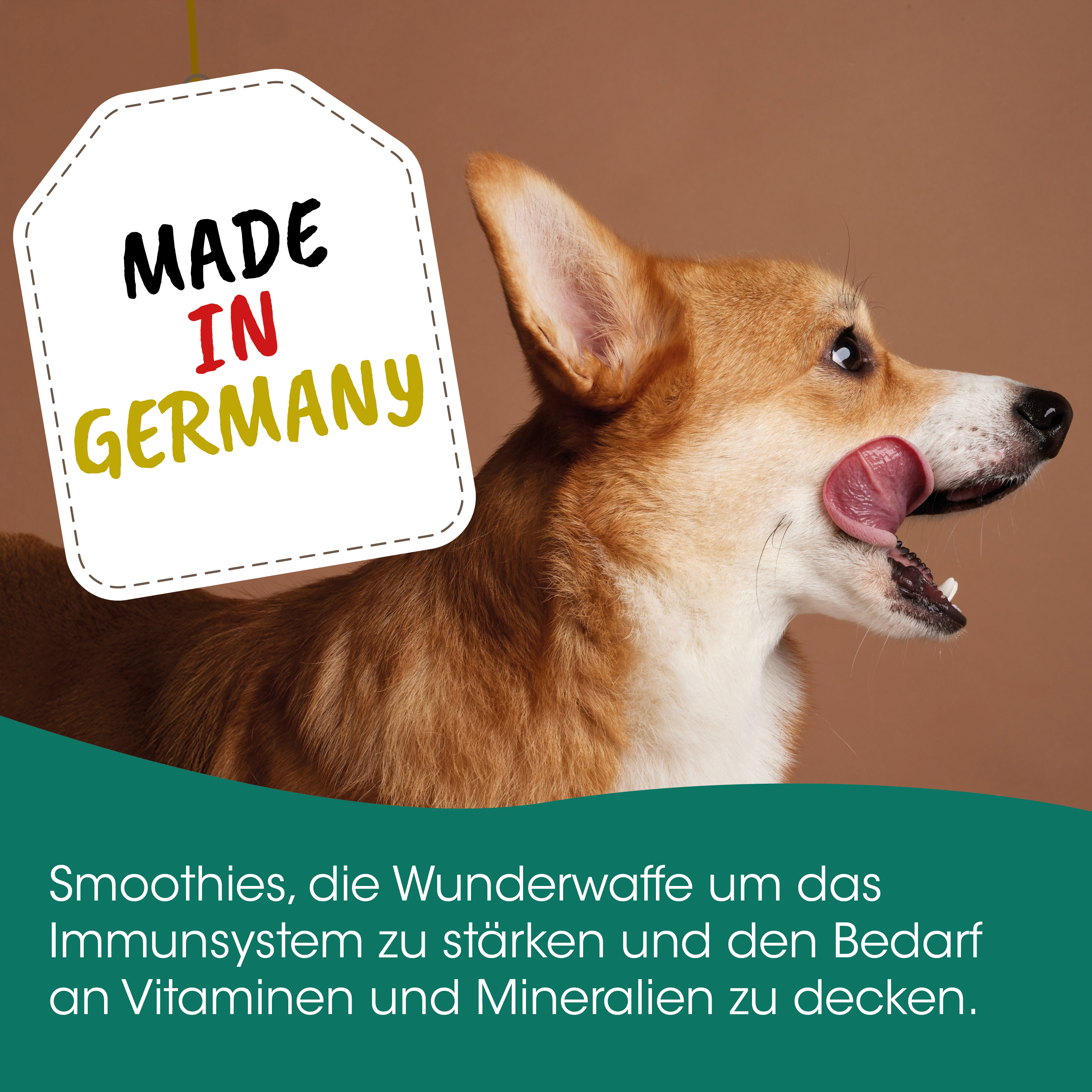 hund, welpe, kaffefarben, protein-smoothie, gesundheit