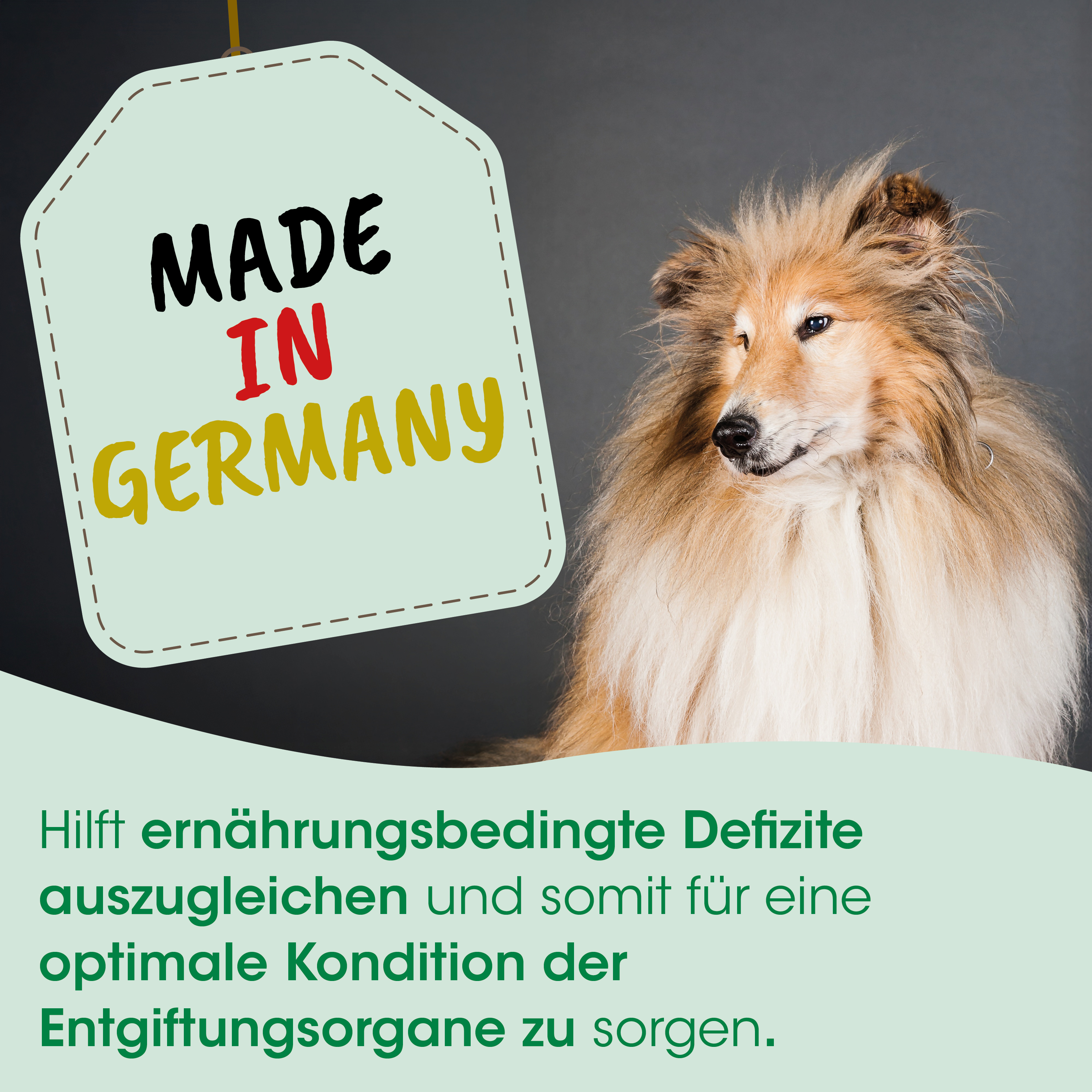Hund, Collie, Langhaar, Beutel, Made in Germany