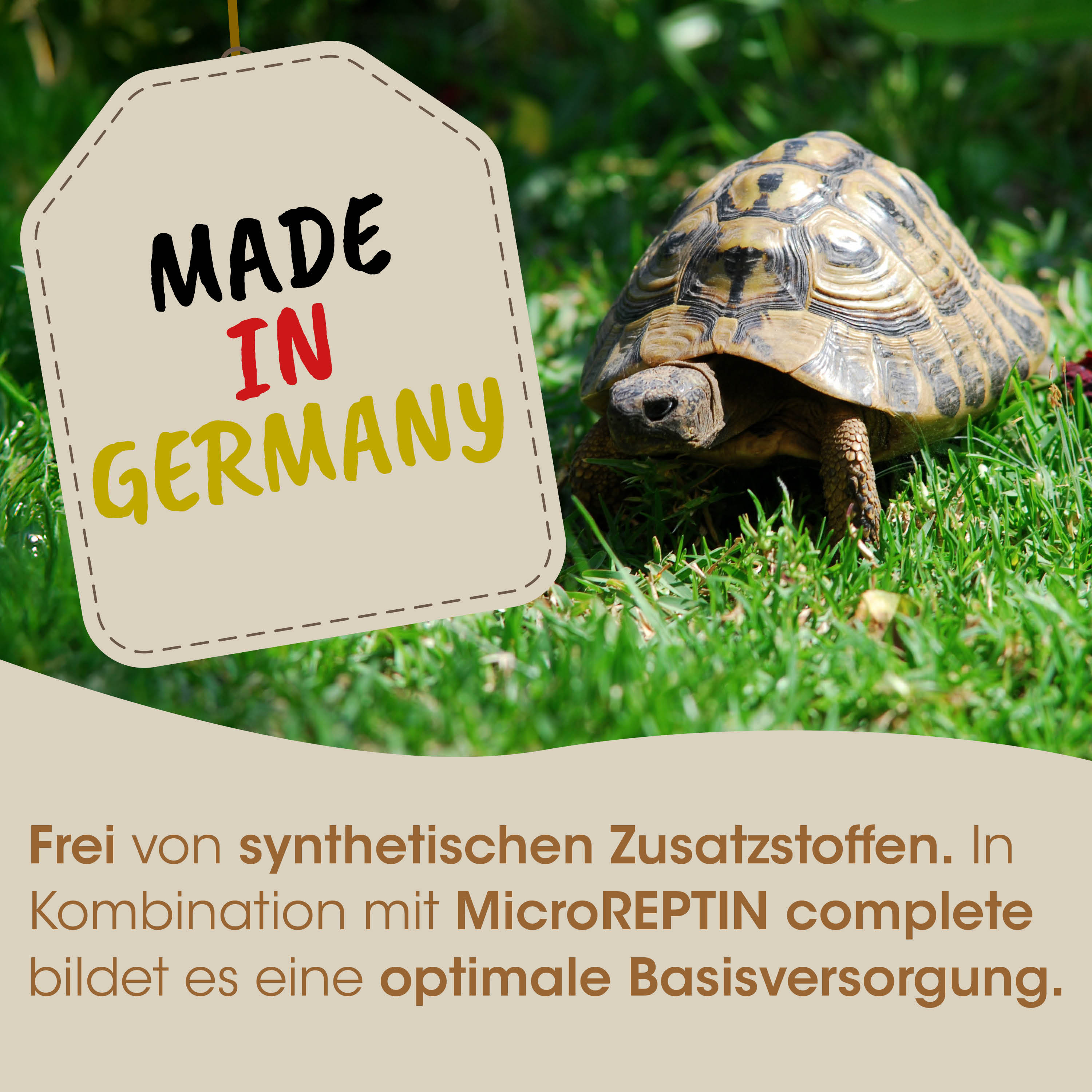 schildkröte, reptil, grastrand, made in germany, gras