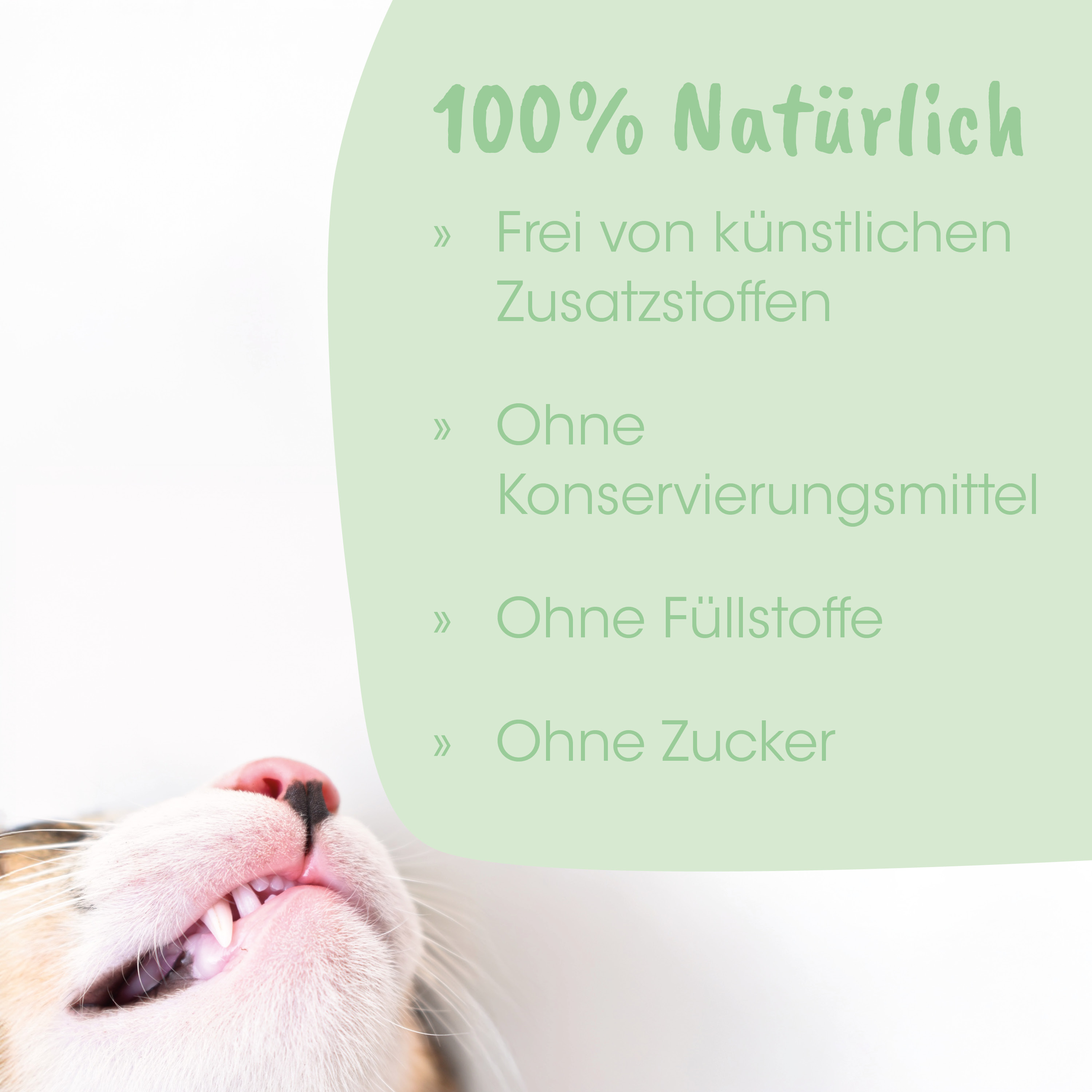 Katze, Katzenkopf, Zähne, Nase, Pfoten